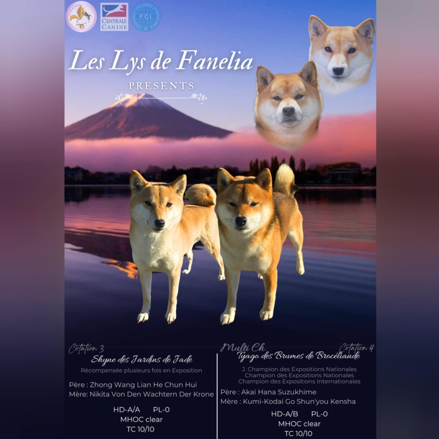 Les Lys De Fanelia - Portée début d'année