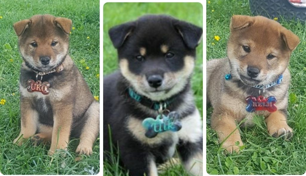 chiot sunday 2023
