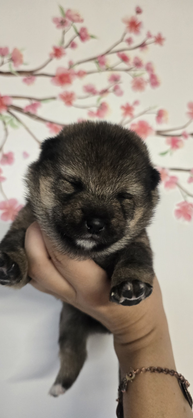Les Lys De Fanelia - Chiots disponibles - Shiba