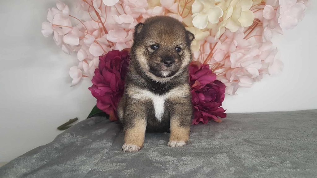 Les Lys De Fanelia - Chiots disponibles - Shiba