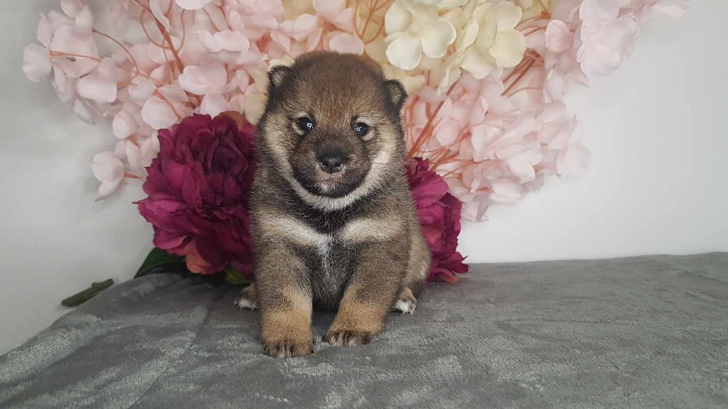 Les Lys De Fanelia - Chiots disponibles - Shiba