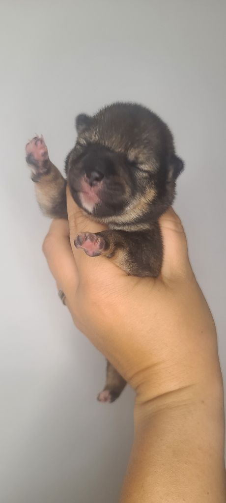 Les Lys De Fanelia - Chiots disponibles - Shiba
