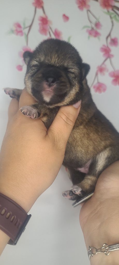 Les Lys De Fanelia - Chiots disponibles - Shiba