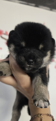 Baya