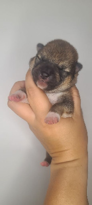 CHIOT 2