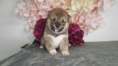 CHIOT 2