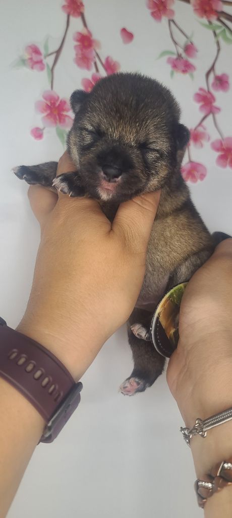 Les Lys De Fanelia - Chiots disponibles - Shiba