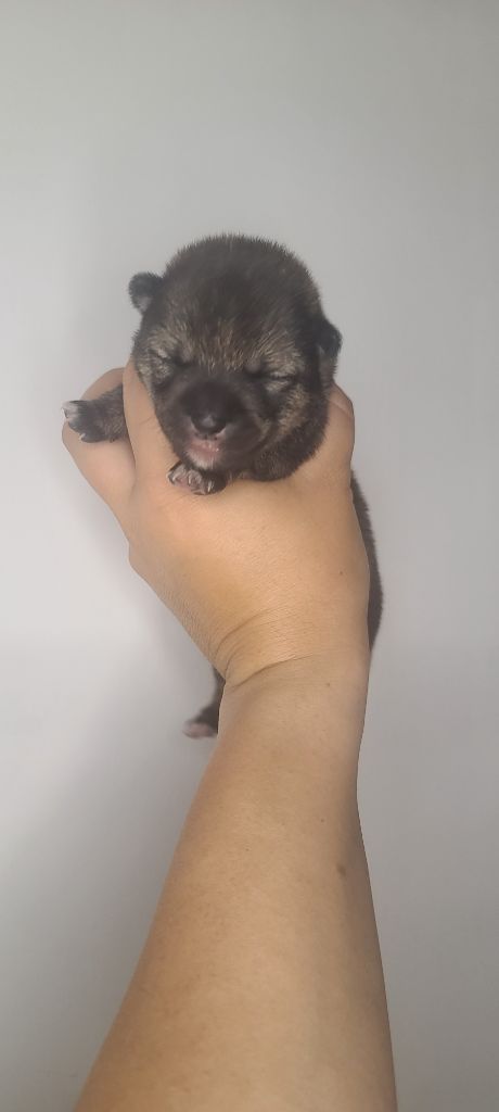 Les Lys De Fanelia - Chiots disponibles - Shiba